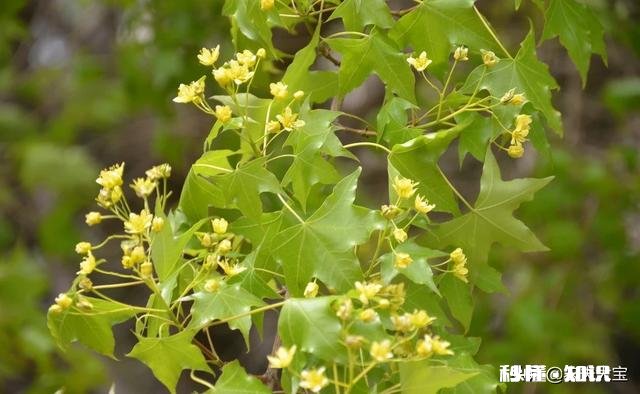 元宝枫树现在能修剪吗