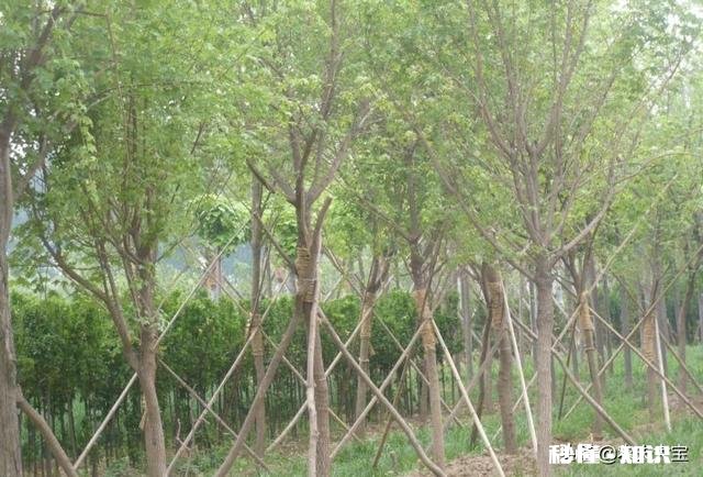 元宝枫树现在能修剪吗