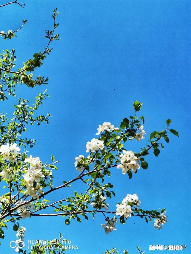 哪个手机软件可以拍花卉