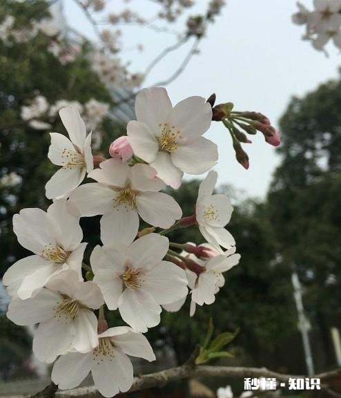 哪个手机软件可以拍花卉