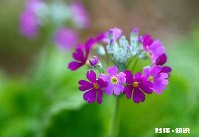 哪个手机软件可以拍花卉