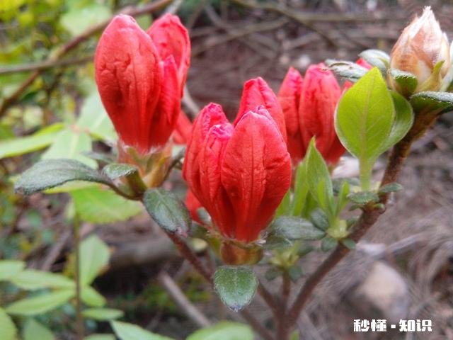 哪个手机软件可以拍花卉