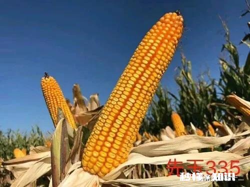 中地159适合黄淮地区种植吗