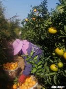 40多岁的普通农民不会英文，没有什么特殊技能，怎么能去美国打工