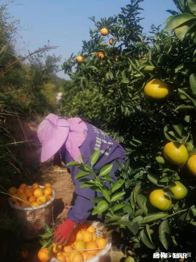 40多岁的普通农民不会英文，没有什么特殊技能，怎么能去美国打工