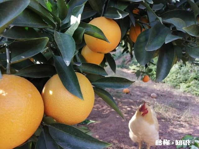 40多岁的普通农民不会英文，没有什么特殊技能，怎么能去美国打工