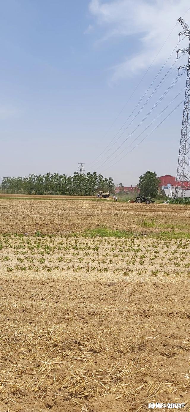 长在俺家地里的麦孑被人抢人怎么办