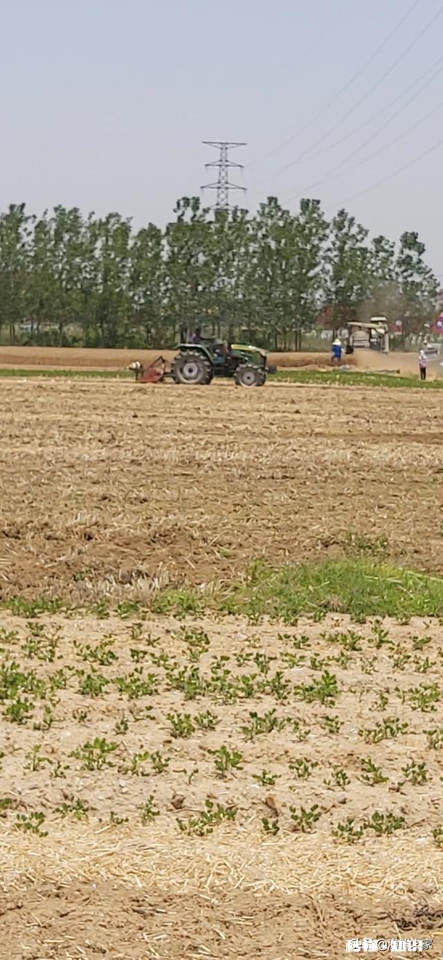 长在俺家地里的麦孑被人抢人怎么办