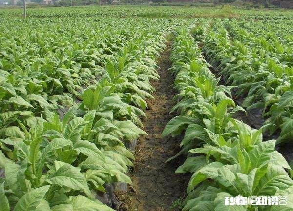 土壤肥沃不够怎么改良才好