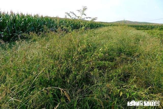 土壤肥沃不够怎么改良才好