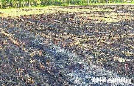 土壤肥沃不够怎么改良才好