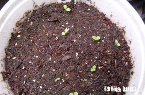 矮牵牛如何栽培如何管理