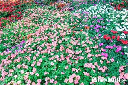 矮牵牛如何栽培如何管理