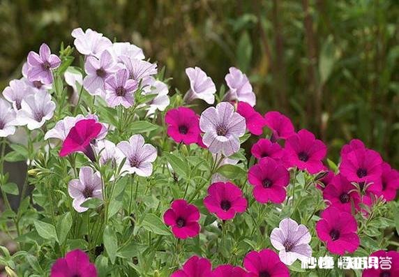 矮牵牛如何栽培如何管理