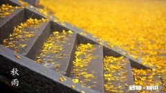 矮牵牛如何栽培如何管理