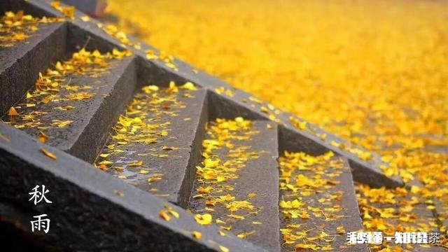 矮牵牛如何栽培如何管理