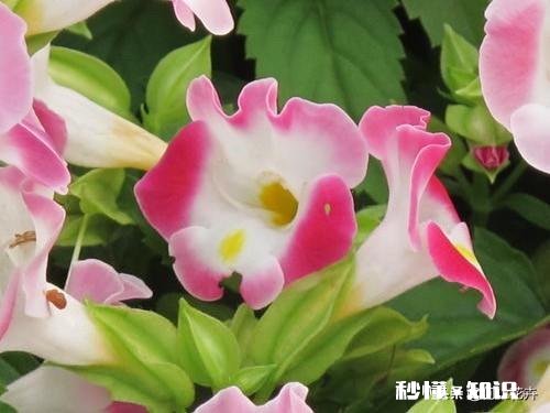 矮牵牛如何栽培如何管理