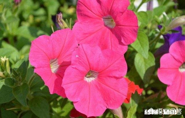 矮牵牛如何栽培如何管理