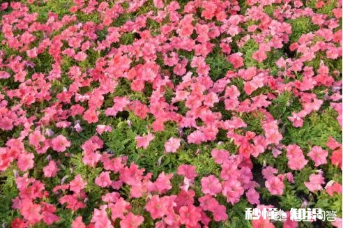 矮牵牛如何栽培如何管理