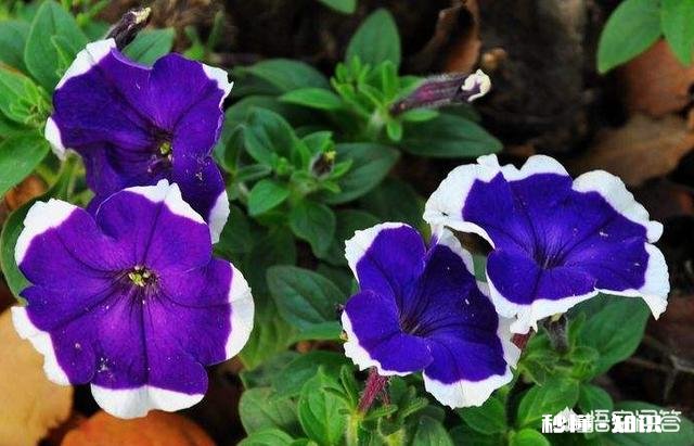 矮牵牛如何栽培如何管理