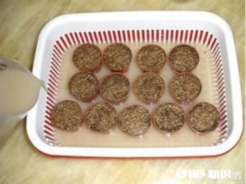 矮牵牛如何栽培如何管理