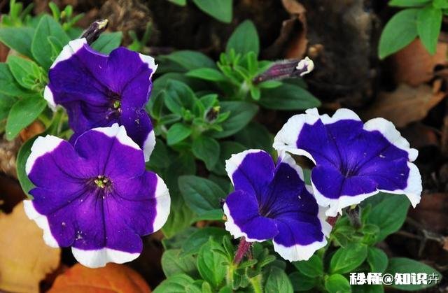 矮牵牛如何栽培如何管理