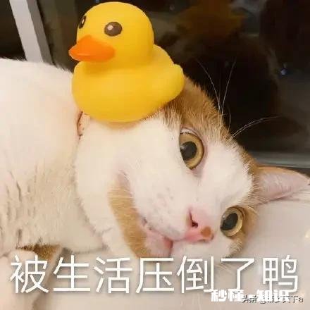 怎样才能让自己变得自律，很多事都是想的做不到