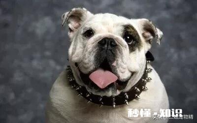 狗狗总是舔丁丁怎么办