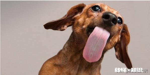 狗狗总是舔丁丁怎么办