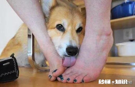 狗狗总是舔丁丁怎么办