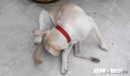 狗狗总是舔丁丁怎么办