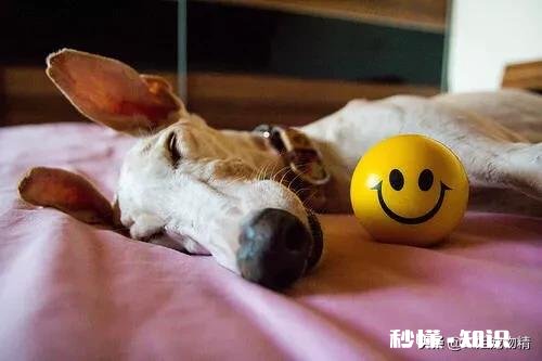 狗狗总是舔丁丁怎么办