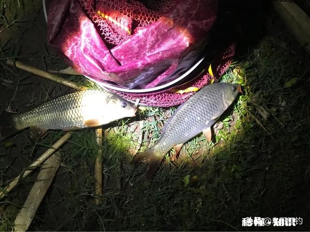 钓鱼窝里有很多鱼，为什么就是不咬钩雨天，25度，有风