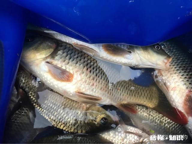 钓鱼窝里有很多鱼，为什么就是不咬钩雨天，25度，有风