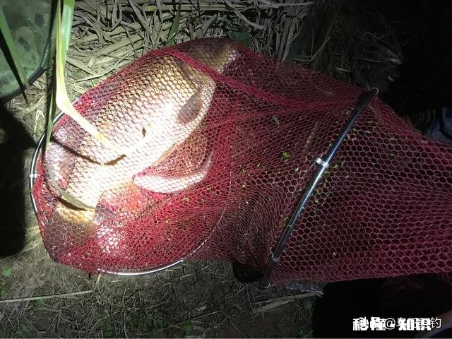 钓鱼窝里有很多鱼，为什么就是不咬钩雨天，25度，有风