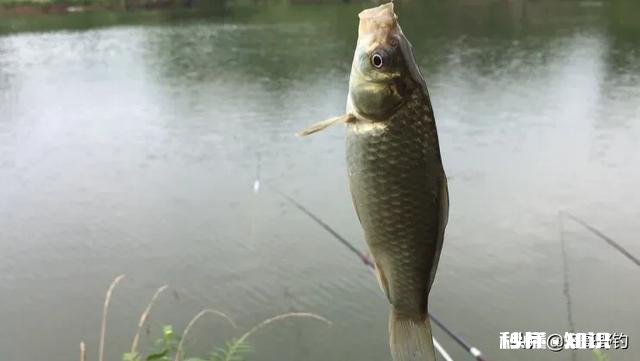 钓鱼窝里有很多鱼，为什么就是不咬钩雨天，25度，有风