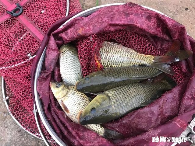 钓鱼窝里有很多鱼，为什么就是不咬钩雨天，25度，有风