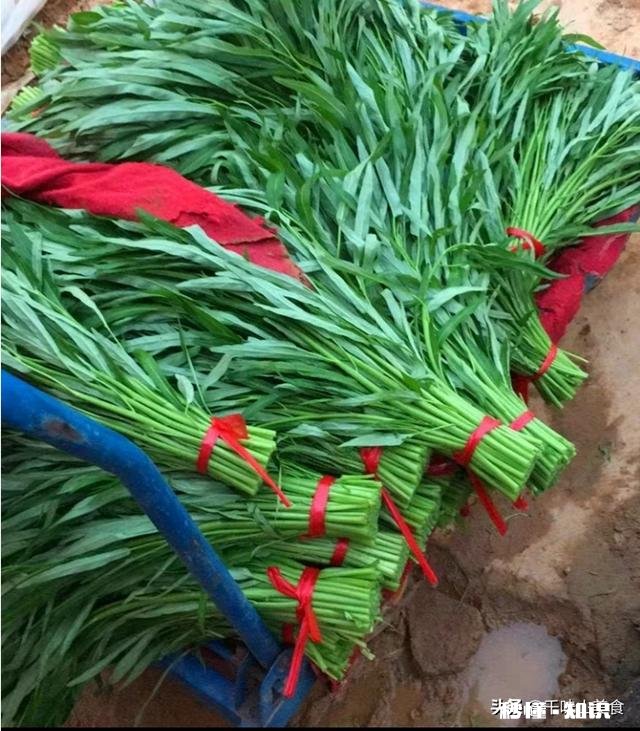 为什么做空心菜放了盐和油还会发黑