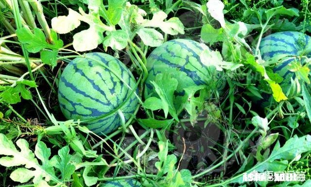 西瓜的高产栽培技术有哪些