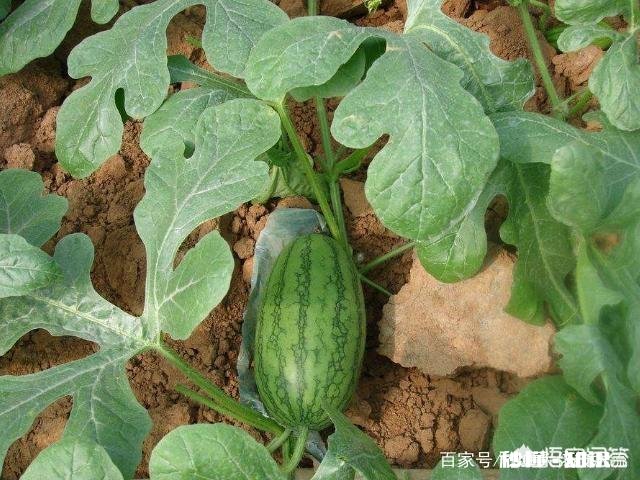 西瓜的高产栽培技术有哪些