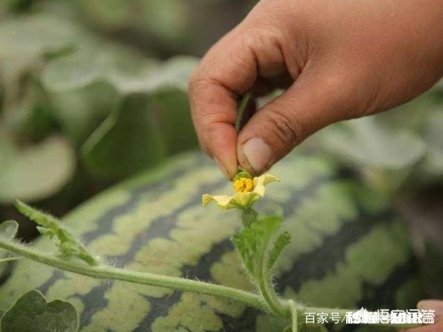 西瓜的高产栽培技术有哪些
