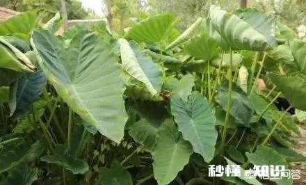 栽芋头的时候要不要下肥料