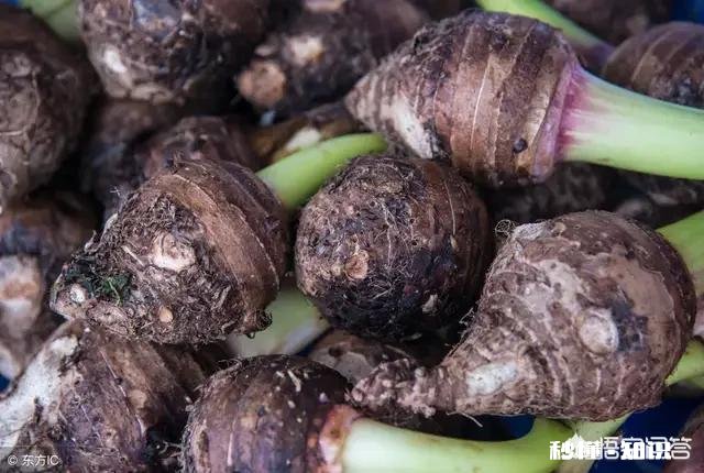 栽芋头的时候要不要下肥料