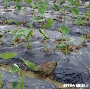 栽芋头的时候要不要下肥料