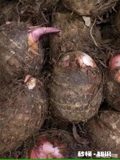 栽芋头的时候要不要下肥料