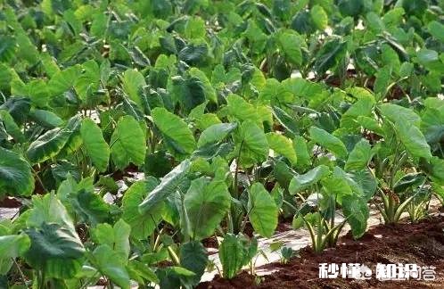 栽芋头的时候要不要下肥料