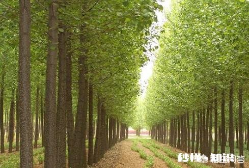 107速生杨树干裂皮，2至3米左右，根部溢水，是什么原因如何防治