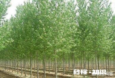 107速生杨树干裂皮，2至3米左右，根部溢水，是什么原因如何防治