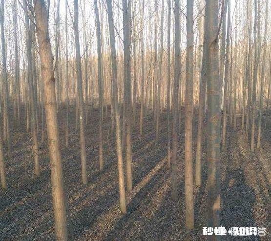 107速生杨树干裂皮，2至3米左右，根部溢水，是什么原因如何防治