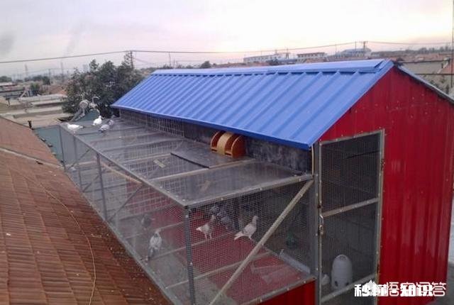 养鸽子房子怎么设计